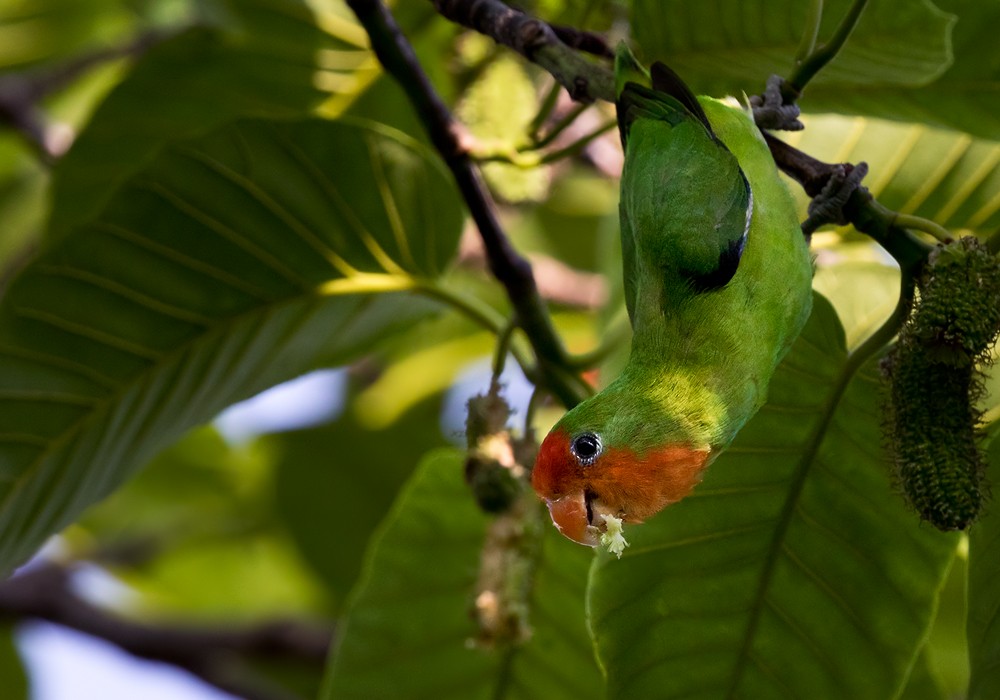 Red-headed Lovebird - ML206005401