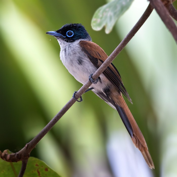 Sao Tome Paradise-Flycatcher - Lars Petersson | My World of Bird Photography