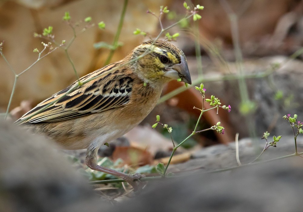 Golden-backed Bishop - ML206005461