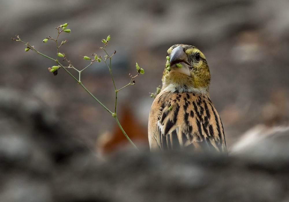 Golden-backed Bishop - Lars Petersson | My World of Bird Photography