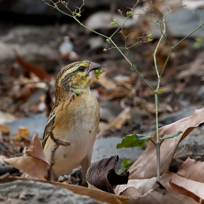 Golden-backed Bishop - ML206005481