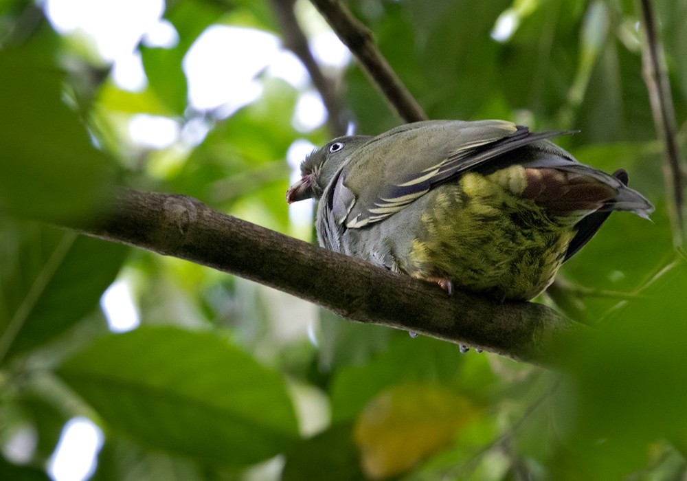 Sao Tome Green-Pigeon - ML206005541