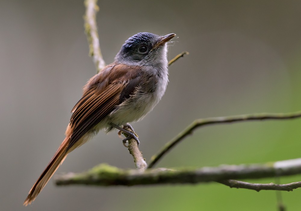 Sao Tome Paradise-Flycatcher - Lars Petersson | My World of Bird Photography