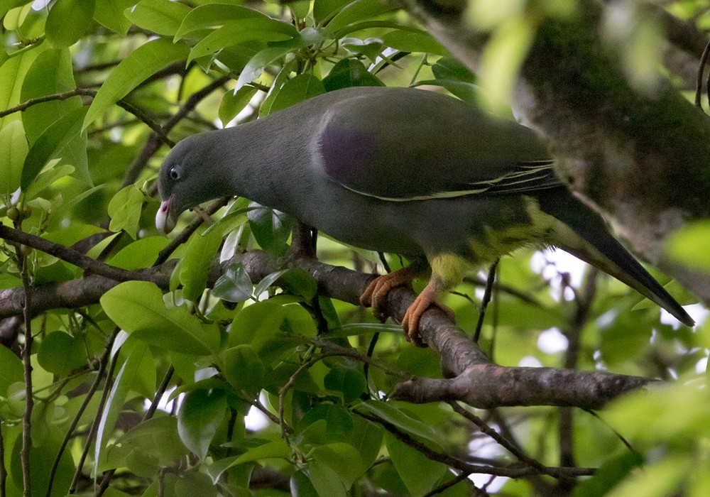 Sao Tome Green-Pigeon - Lars Petersson | My World of Bird Photography