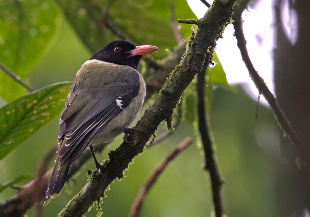 Sao Tome Oriole - ML206005621