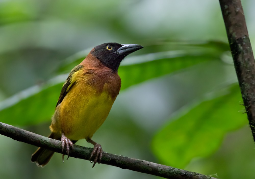 Giant Weaver - Lars Petersson | My World of Bird Photography