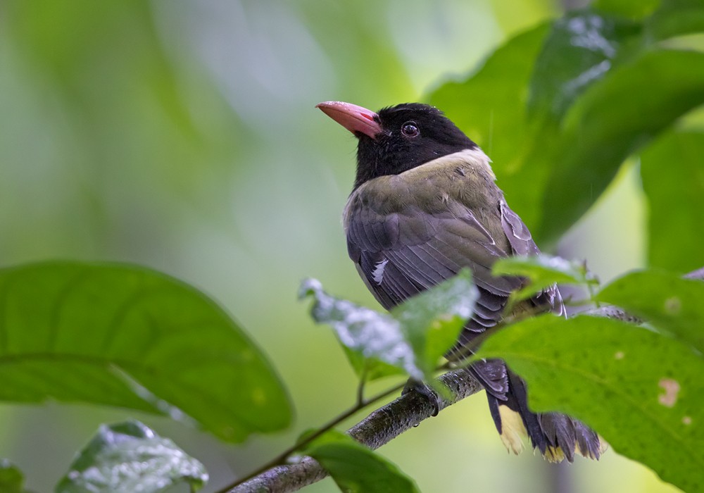 Sao Tome Oriole - Lars Petersson | My World of Bird Photography