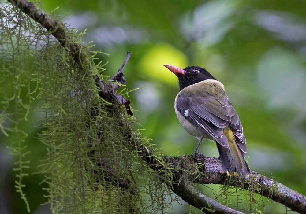 Sao Tome Oriole - ML206005741