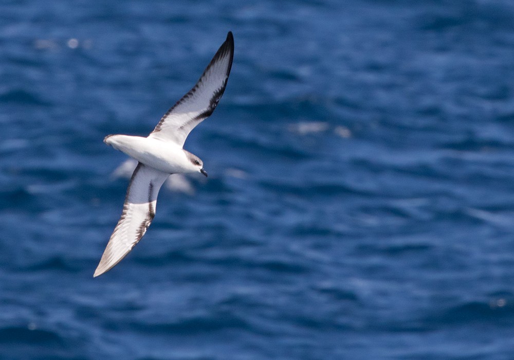 Pycroft's Petrel - Lars Petersson | My World of Bird Photography