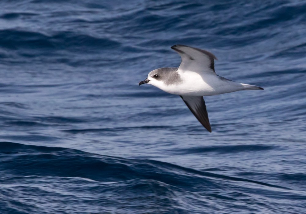 Pycroft's Petrel - Lars Petersson | My World of Bird Photography