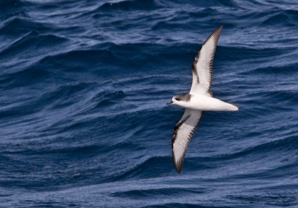 Pycroft's Petrel - Lars Petersson | My World of Bird Photography