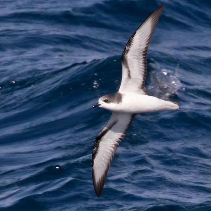 Pycroft's Petrel - Lars Petersson | My World of Bird Photography