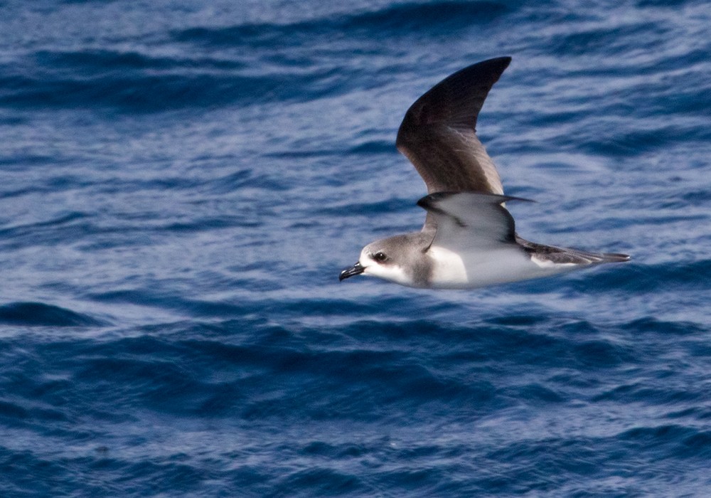 Pycroft's Petrel - Lars Petersson | My World of Bird Photography