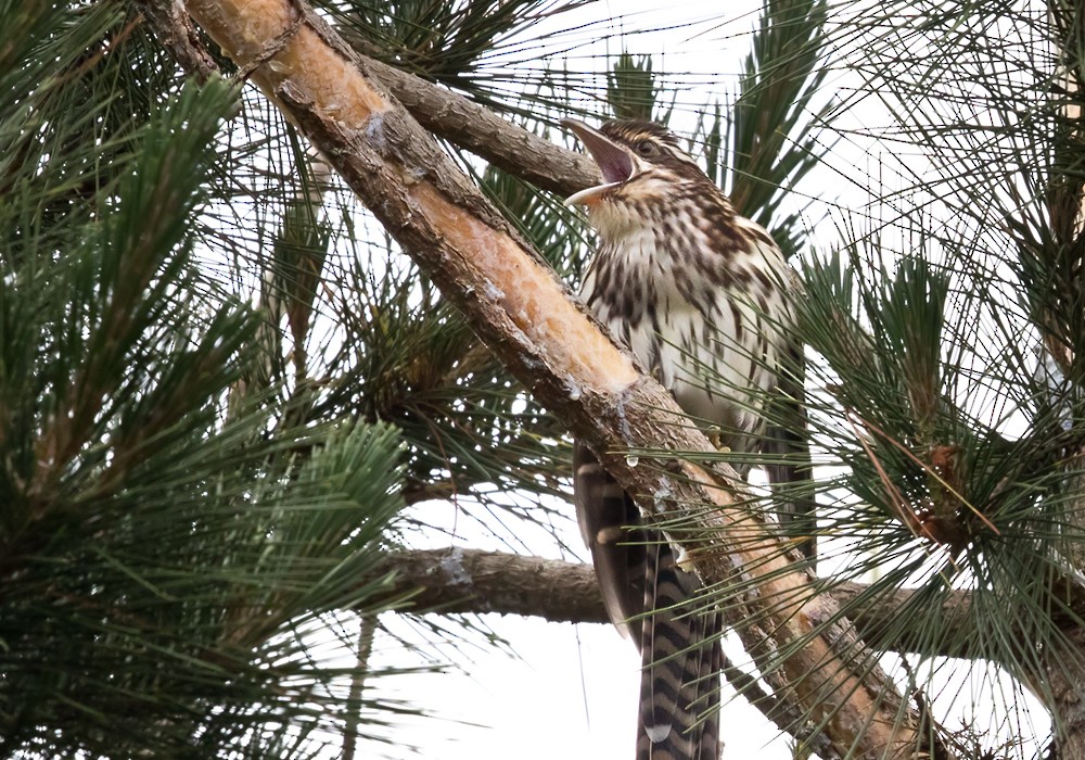 Uzun Kuyruklu Koel - ML206006021