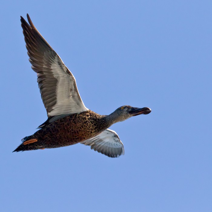 Australasian Shoveler - ML206006161