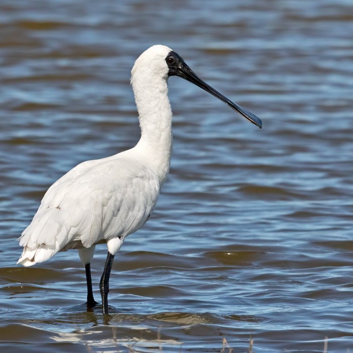 Royal Spoonbill - ML206006191