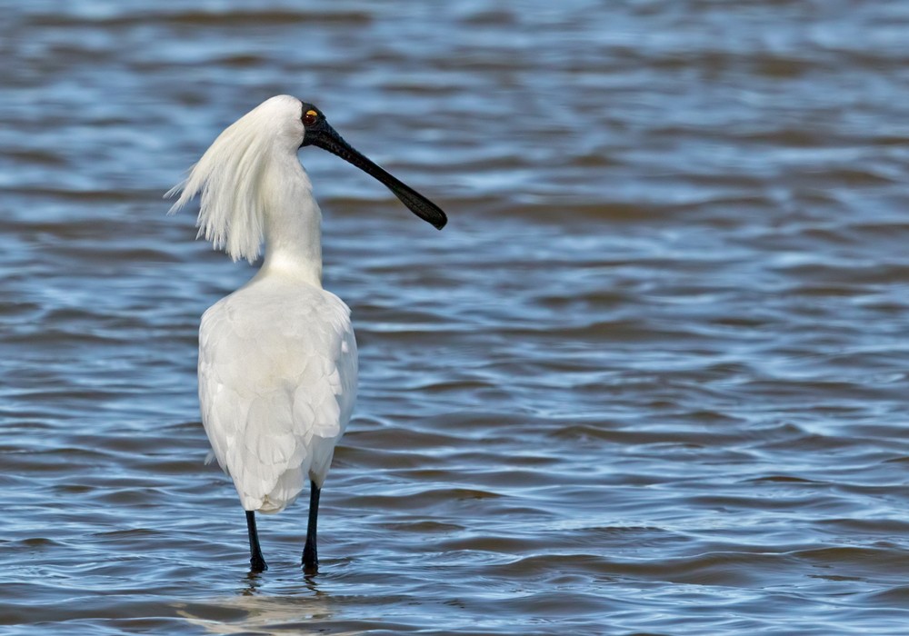 Royal Spoonbill - ML206006201