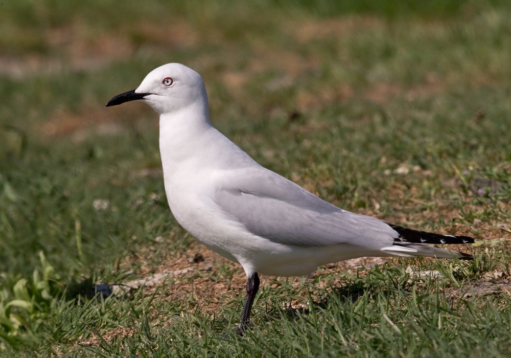 Black-billed Gull - Lars Petersson | My World of Bird Photography