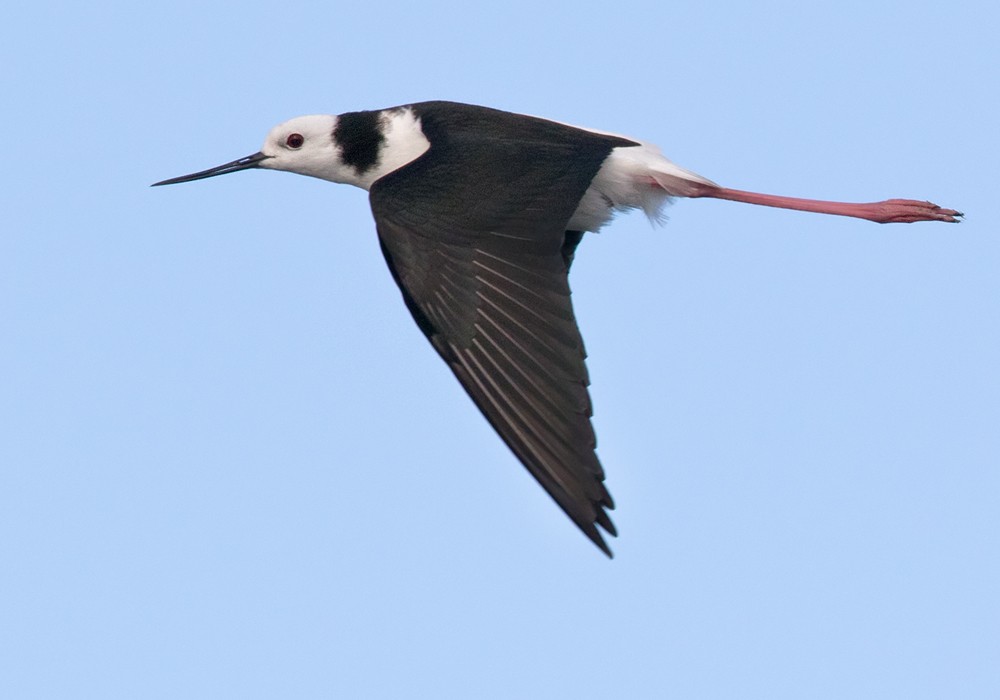 Pied Stilt - ML206006271