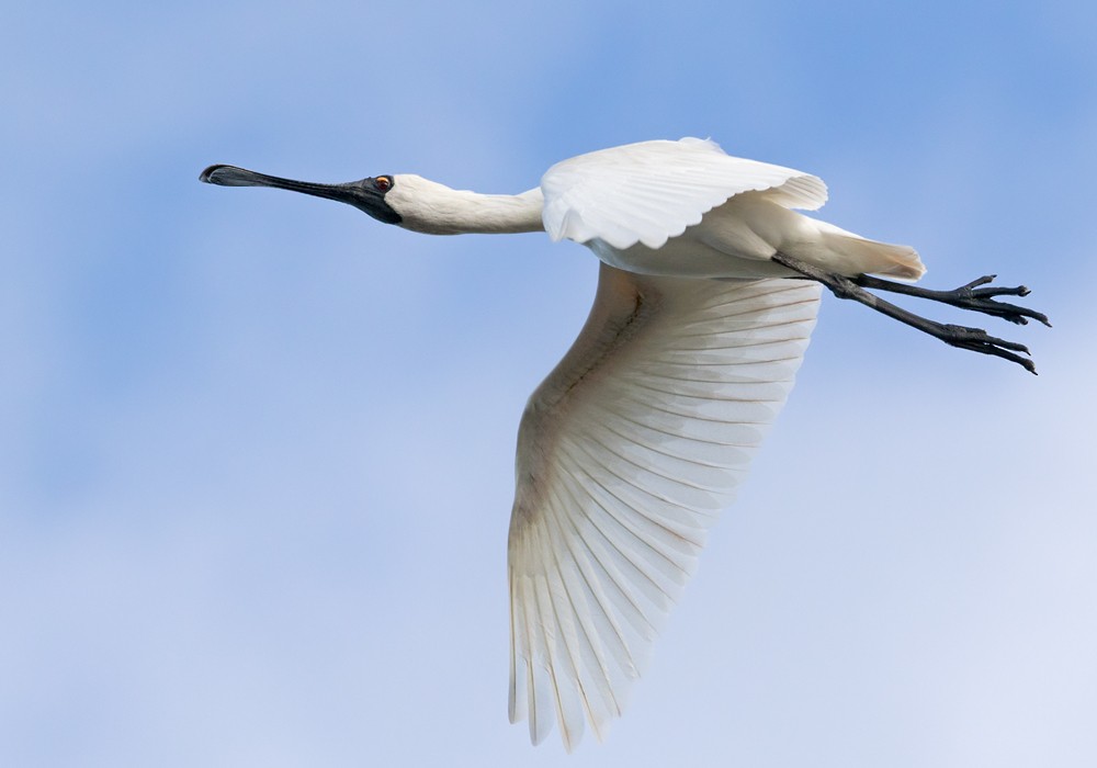 Royal Spoonbill - ML206006281