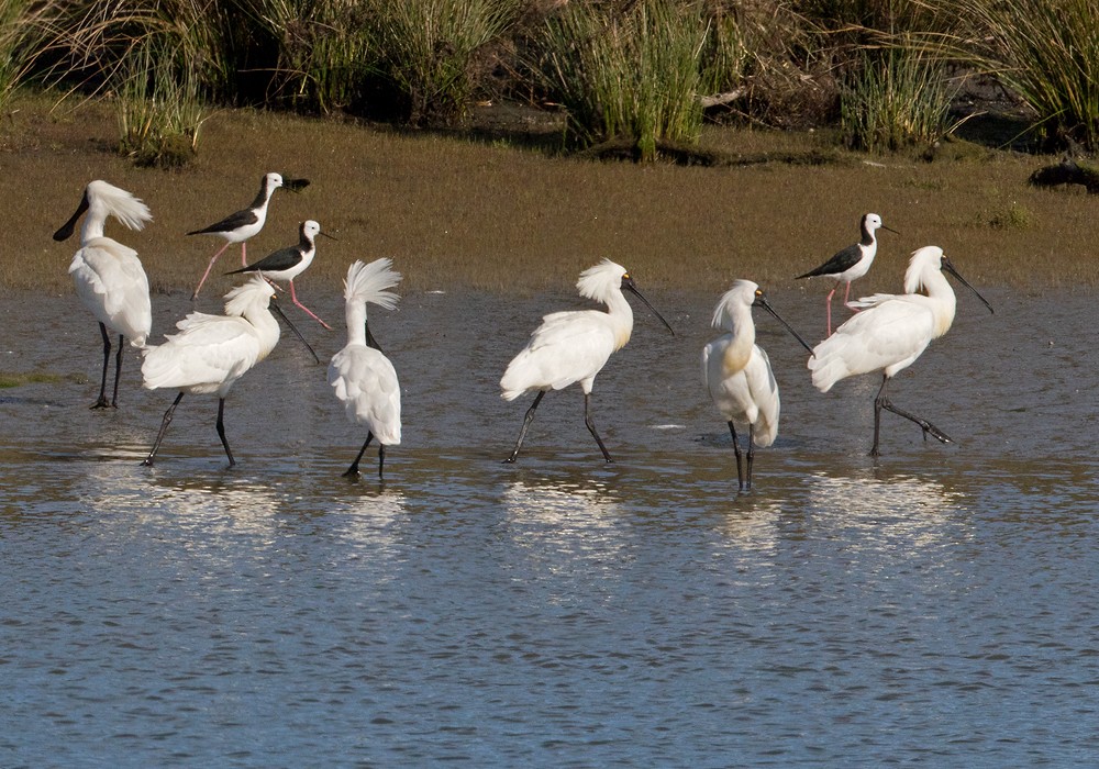 Royal Spoonbill - ML206006301