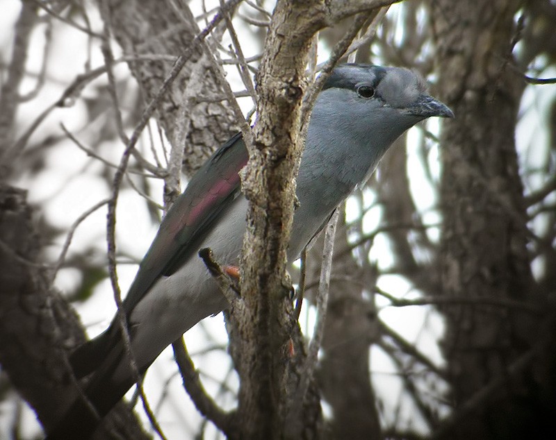 Cuckoo-roller - ML206006521