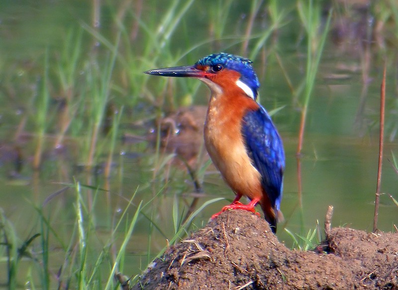 Malagasy Kingfisher - Lars Petersson | My World of Bird Photography