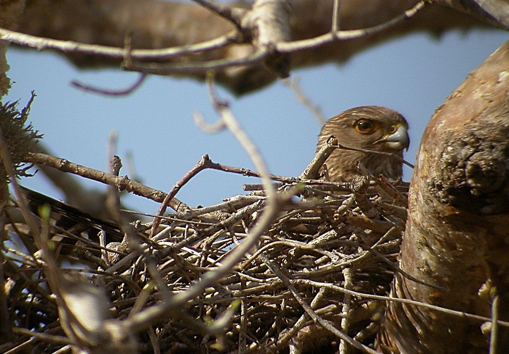 Banded Kestrel - ML206006661