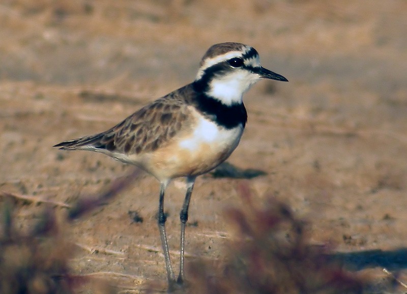 Madagascar Plover - Lars Petersson | My World of Bird Photography