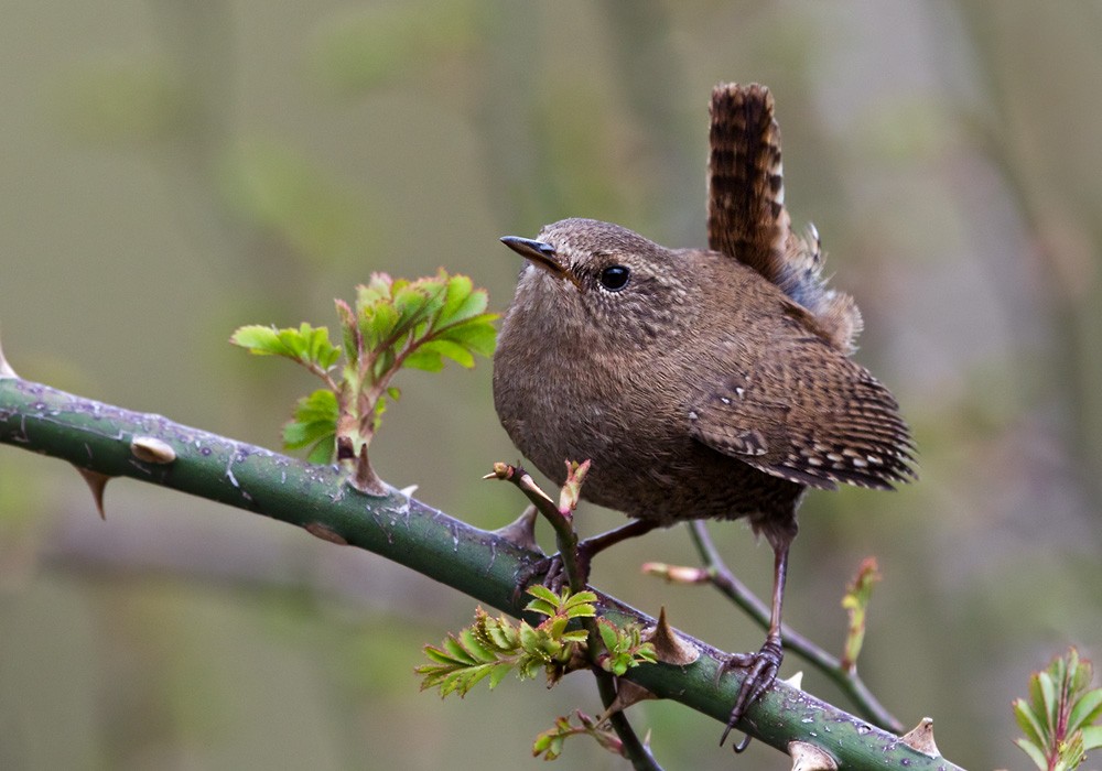 Eurasian Wren (Eurasian) - Lars Petersson | My World of Bird Photography