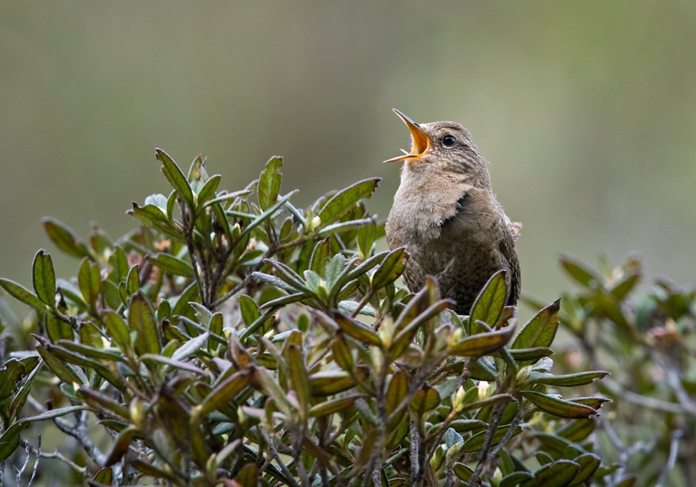 Eurasian Wren (Eurasian) - Lars Petersson | My World of Bird Photography