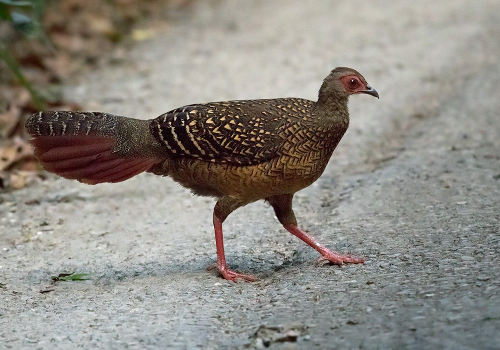 Swinhoe's Pheasant - ML206006981