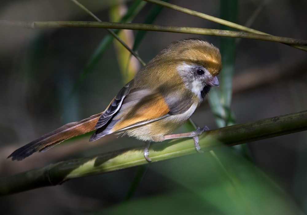 Golden Parrotbill - ML206007041