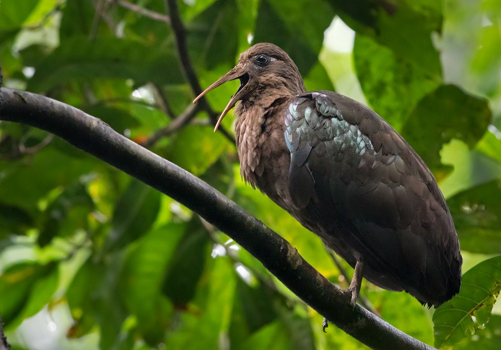 São-Tomé-Ibis - ML206007081