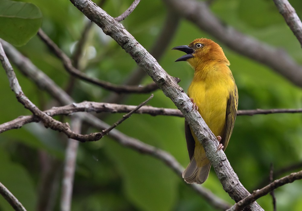 Principe Golden-Weaver - ML206007241