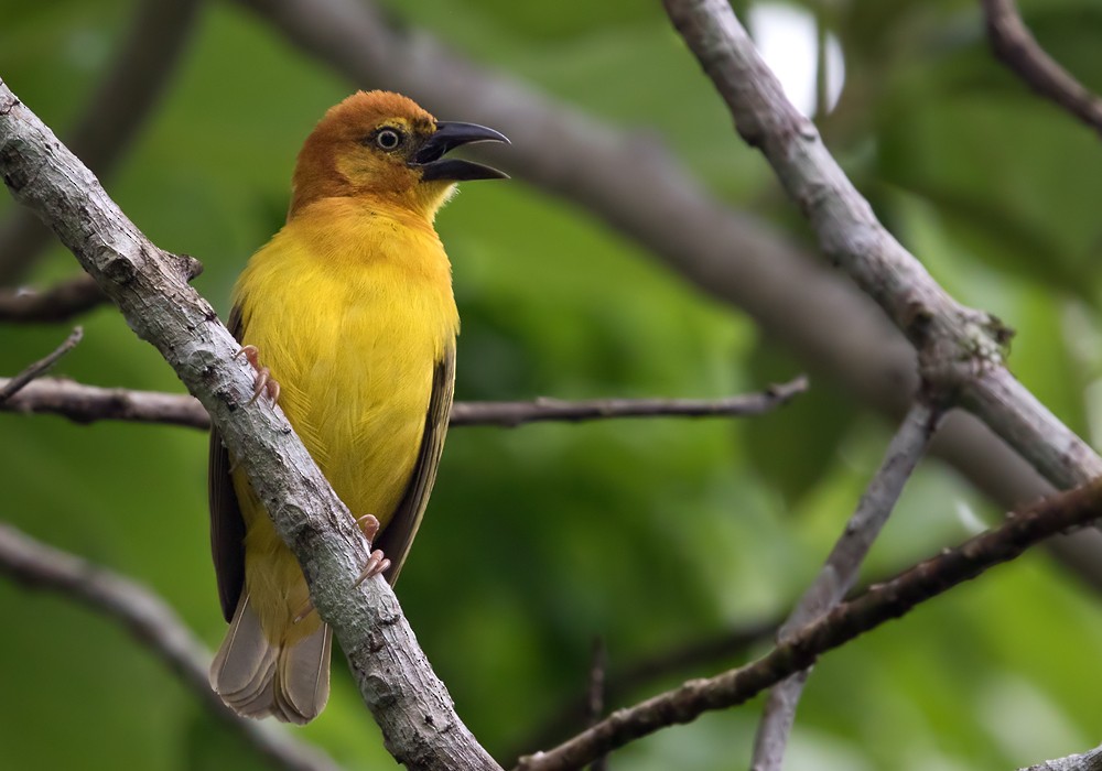 Principe Golden-Weaver - Lars Petersson | My World of Bird Photography
