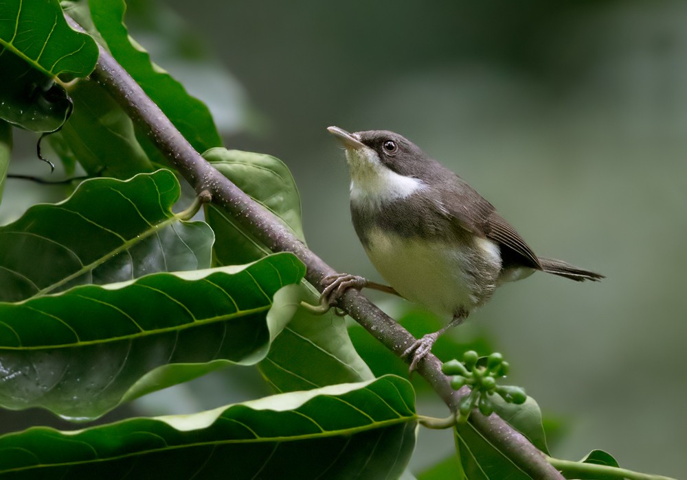 Dohrn's Thrush-Babbler - ML206007371