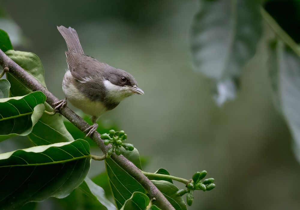 Dohrn's Thrush-Babbler - ML206007381