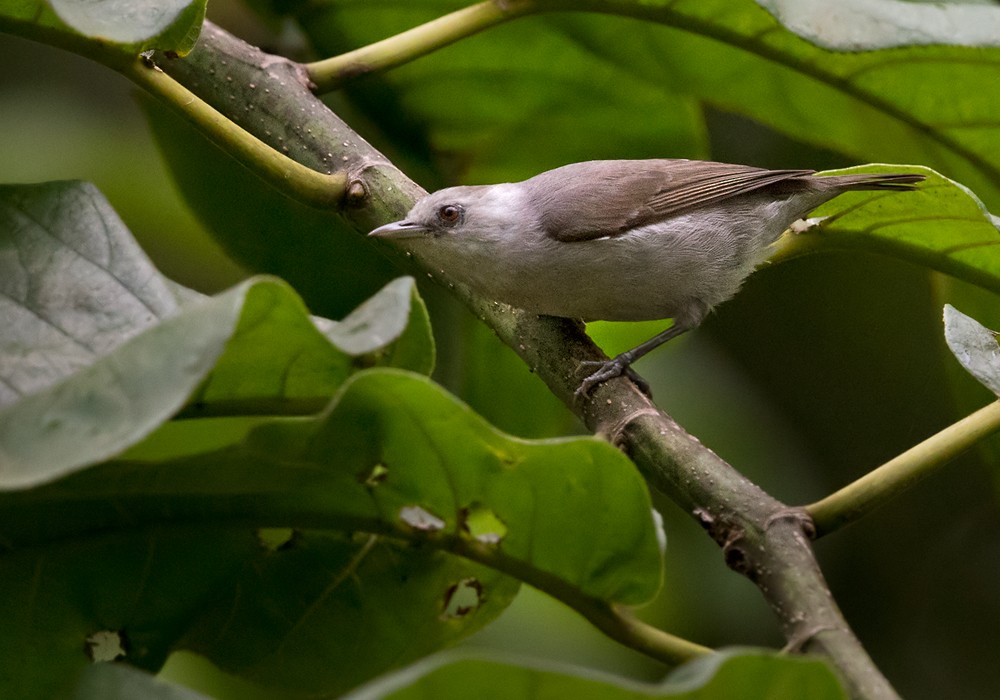 Silberbrillenvogel - ML206007401