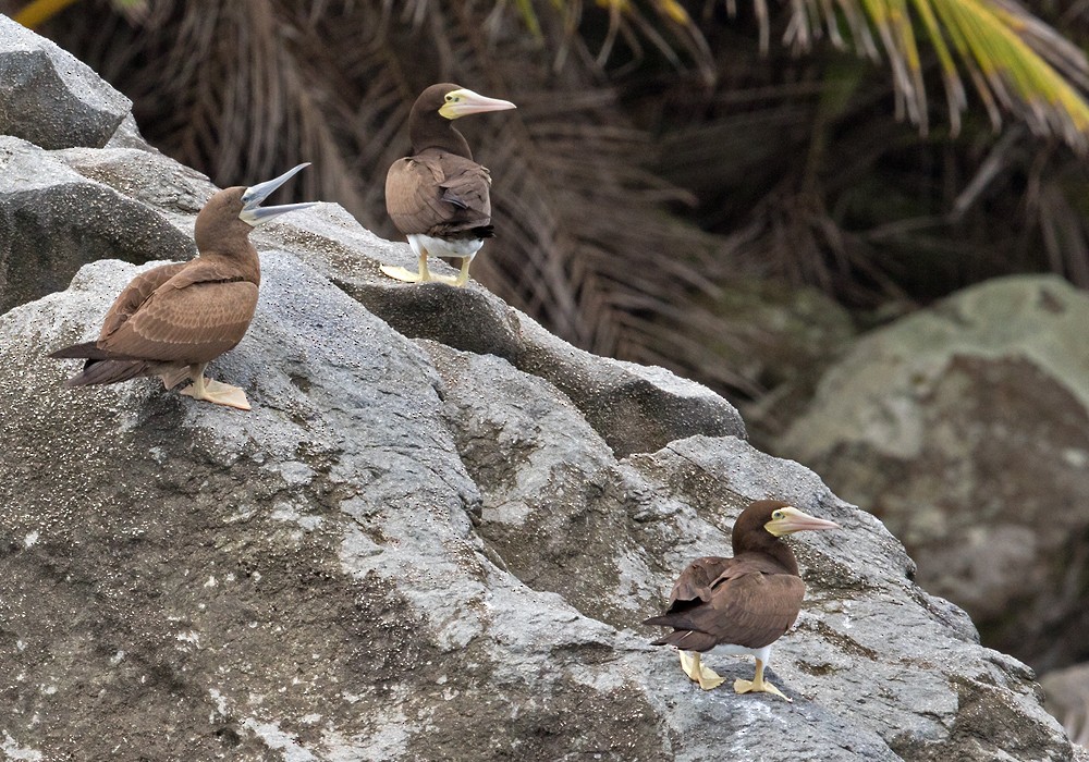 Brown Booby (Atlantic) - ML206007431