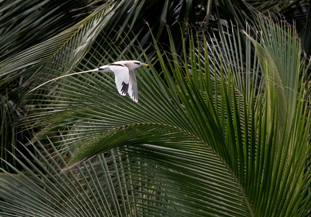 White-tailed Tropicbird (Ascension) - ML206007461