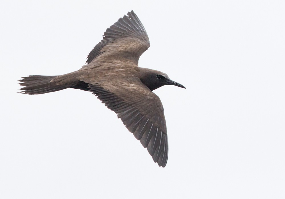 Brown Noddy - Lars Petersson | My World of Bird Photography