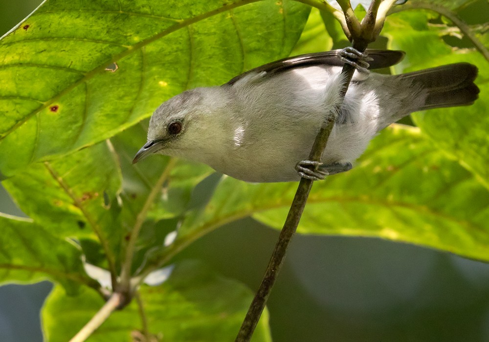 Silberbrillenvogel - ML206007591