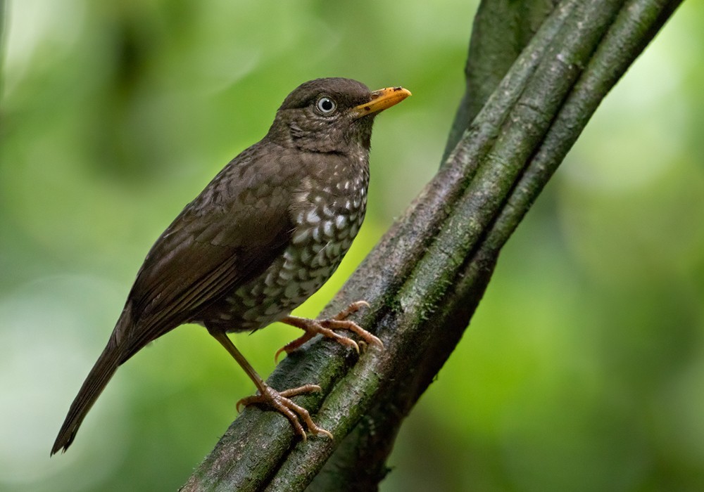 Principe Thrush - Lars Petersson | My World of Bird Photography