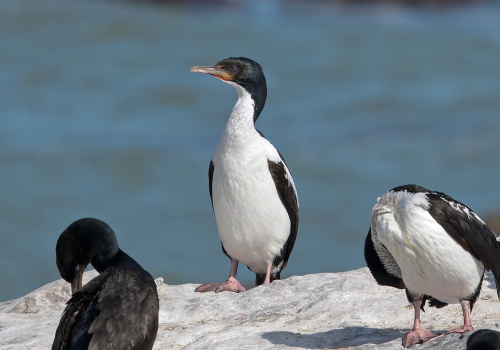 Stewart Island Shag - ML206007771