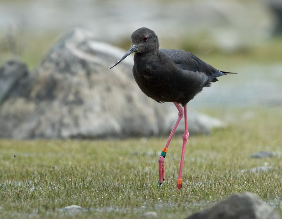 Black Stilt - ML206007901