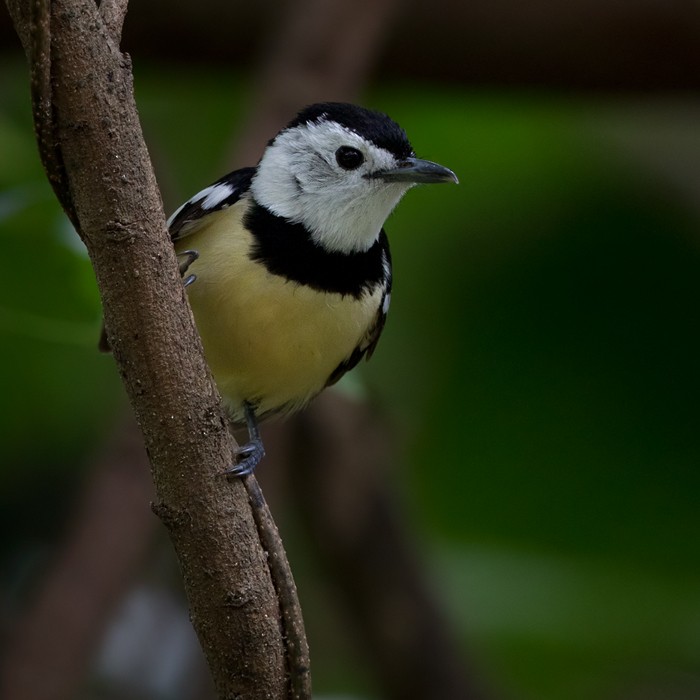 Buff-bellied Monarch - ML206007991