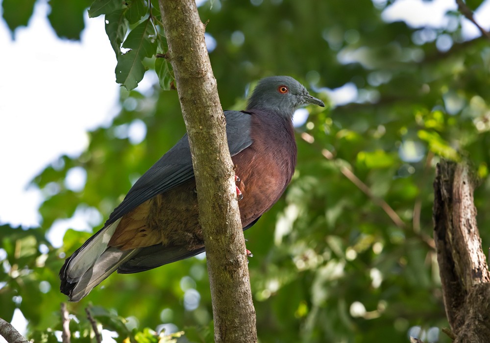 Baker's Imperial-Pigeon - ML206008001