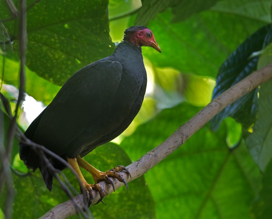 Vanuatu Megapode - ML206008021