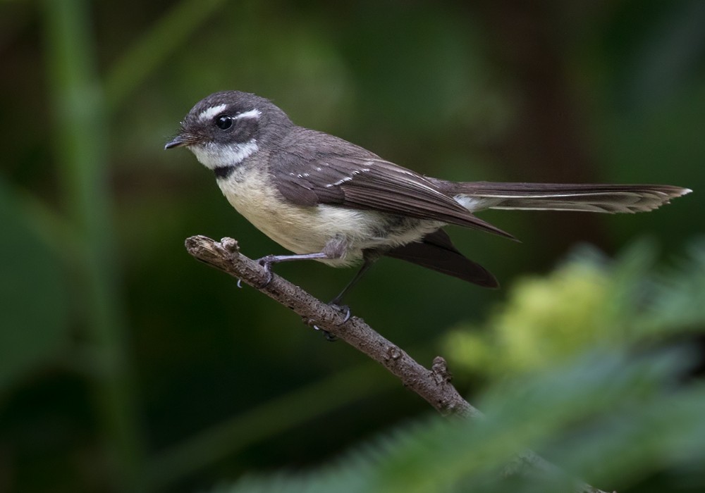 Gray Fantail (Melanesian) - ML206008101